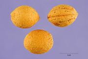Semillas de Prunus japonica Thunb
